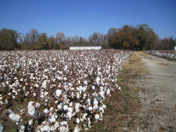 N Va slash S Carolina 022