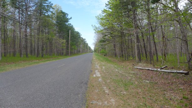 RoadPineBarrens